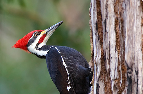 Wildlife Damage